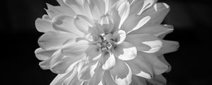 Preview wallpaper dahlia, flower, petals, macro, white, black and white