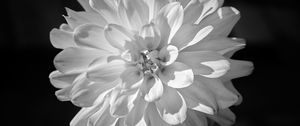 Preview wallpaper dahlia, flower, petals, macro, white, black and white