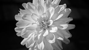 Preview wallpaper dahlia, flower, petals, macro, white, black and white