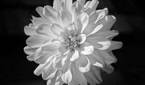 Preview wallpaper dahlia, flower, petals, macro, white, black and white