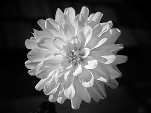 Preview wallpaper dahlia, flower, petals, macro, white, black and white