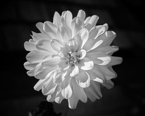 Preview wallpaper dahlia, flower, petals, macro, white, black and white