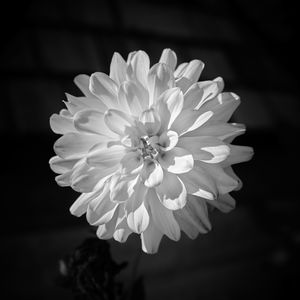 Preview wallpaper dahlia, flower, petals, macro, white, black and white