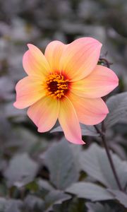 Preview wallpaper dahlia, flower, petals, leaves, branch, blur