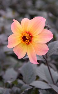 Preview wallpaper dahlia, flower, petals, leaves, branch, blur