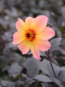 Preview wallpaper dahlia, flower, petals, leaves, branch, blur