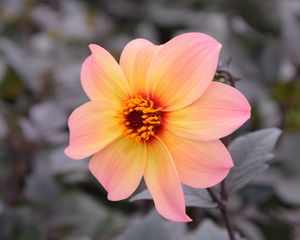 Preview wallpaper dahlia, flower, petals, leaves, branch, blur