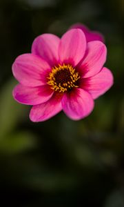 Preview wallpaper dahlia, flower, petals, pollen, pink