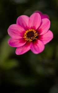 Preview wallpaper dahlia, flower, petals, pollen, pink