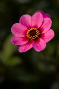 Preview wallpaper dahlia, flower, petals, pollen, pink