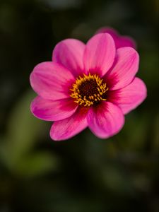 Preview wallpaper dahlia, flower, petals, pollen, pink