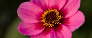 Preview wallpaper dahlia, flower, petals, pollen, pink