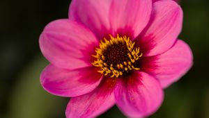 Preview wallpaper dahlia, flower, petals, pollen, pink