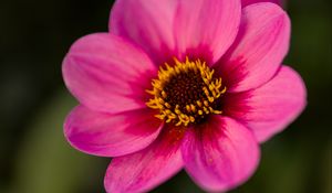 Preview wallpaper dahlia, flower, petals, pollen, pink