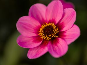 Preview wallpaper dahlia, flower, petals, pollen, pink