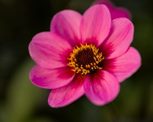 Preview wallpaper dahlia, flower, petals, pollen, pink