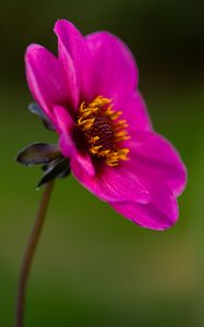 Preview wallpaper dahlia, flower, petals, macro, pink, blur