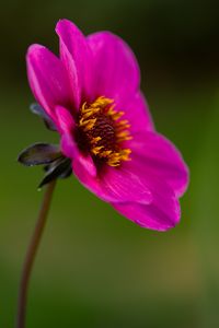 Preview wallpaper dahlia, flower, petals, macro, pink, blur