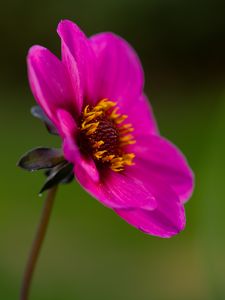 Preview wallpaper dahlia, flower, petals, macro, pink, blur