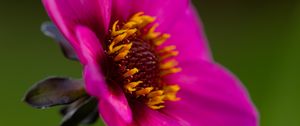 Preview wallpaper dahlia, flower, petals, macro, pink, blur