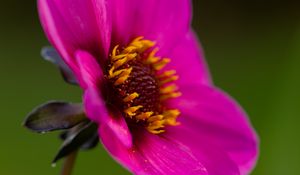 Preview wallpaper dahlia, flower, petals, macro, pink, blur