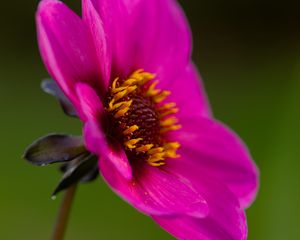 Preview wallpaper dahlia, flower, petals, macro, pink, blur