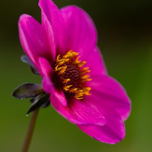 Preview wallpaper dahlia, flower, petals, macro, pink, blur