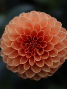 Preview wallpaper dahlia, flower, petals, pink, blur
