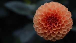 Preview wallpaper dahlia, flower, petals, pink, blur