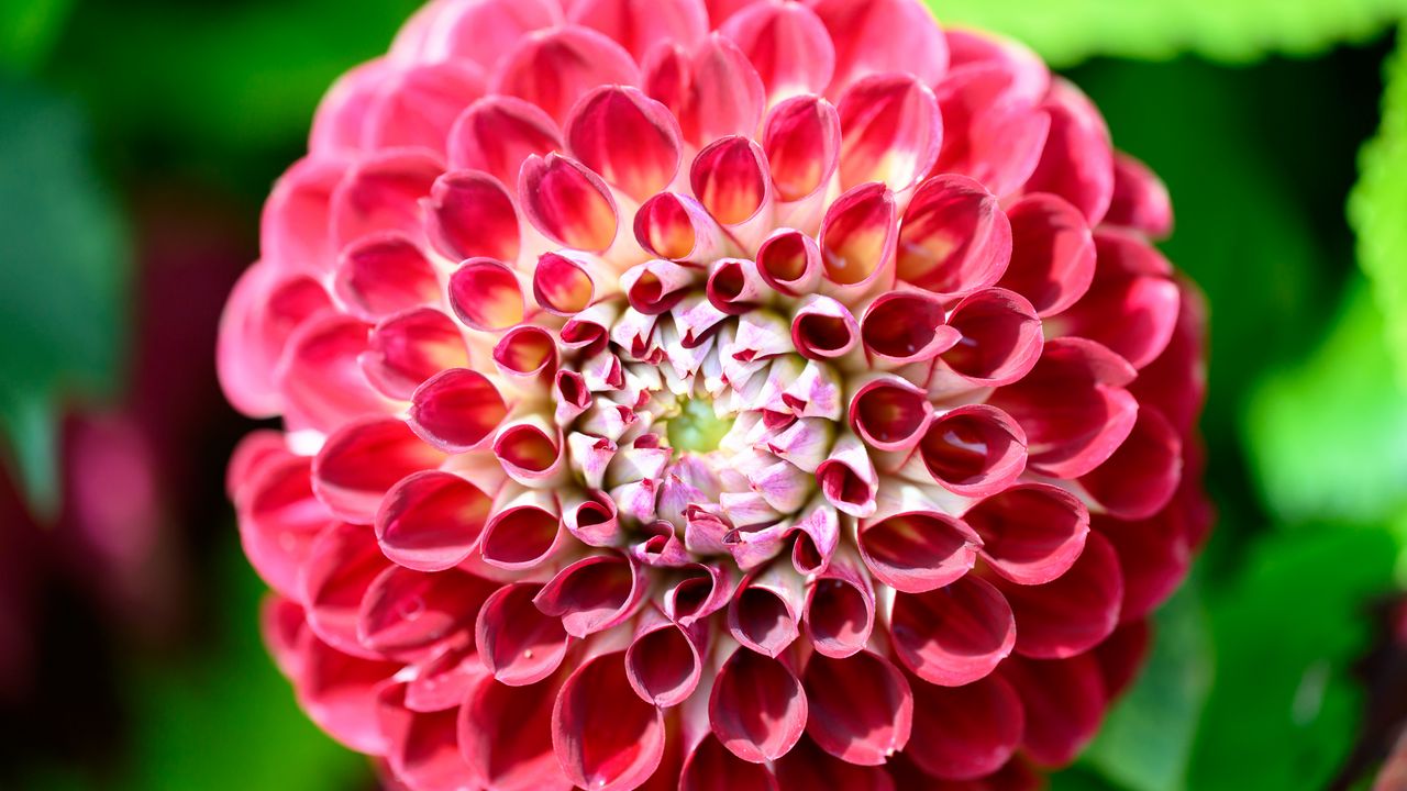 Wallpaper dahlia, flower, petals, plant