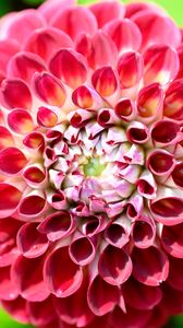 Preview wallpaper dahlia, flower, petals, plant
