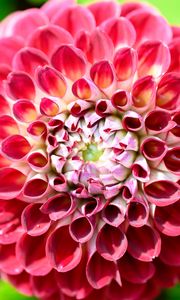 Preview wallpaper dahlia, flower, petals, plant