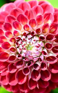 Preview wallpaper dahlia, flower, petals, plant