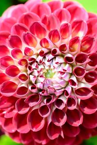 Preview wallpaper dahlia, flower, petals, plant
