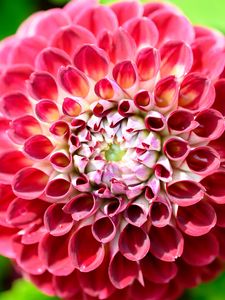 Preview wallpaper dahlia, flower, petals, plant