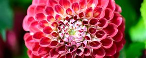 Preview wallpaper dahlia, flower, petals, plant