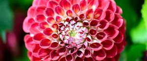 Preview wallpaper dahlia, flower, petals, plant