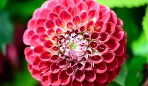 Preview wallpaper dahlia, flower, petals, plant