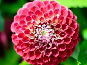 Preview wallpaper dahlia, flower, petals, plant