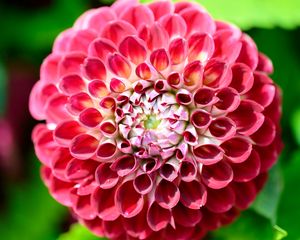 Preview wallpaper dahlia, flower, petals, plant