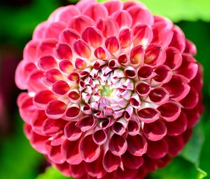 Preview wallpaper dahlia, flower, petals, plant