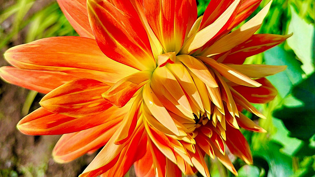Wallpaper dahlia, flower, petals, macro, orange