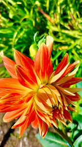 Preview wallpaper dahlia, flower, petals, macro, orange
