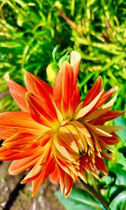 Preview wallpaper dahlia, flower, petals, macro, orange
