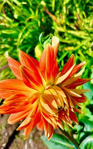 Preview wallpaper dahlia, flower, petals, macro, orange