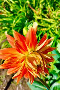 Preview wallpaper dahlia, flower, petals, macro, orange