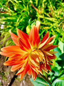 Preview wallpaper dahlia, flower, petals, macro, orange