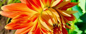 Preview wallpaper dahlia, flower, petals, macro, orange