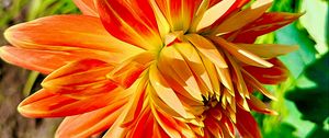 Preview wallpaper dahlia, flower, petals, macro, orange