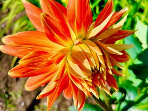 Preview wallpaper dahlia, flower, petals, macro, orange